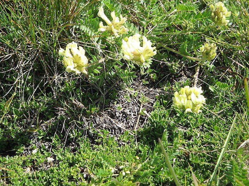 File:Oxytropis campestris02.jpg