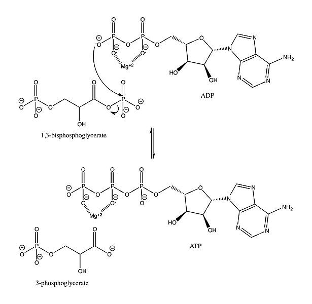 File:PGK Mechanism.jpg