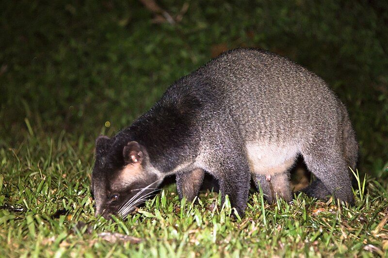 File:Paguma-larvata-masked-palm-civet-kaeng-krachan-national-park.jpg