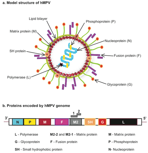 File:Pathogens-04-00682-g001.png