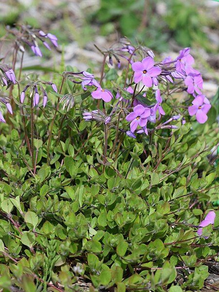 File:Phlox ovata kz01.jpg