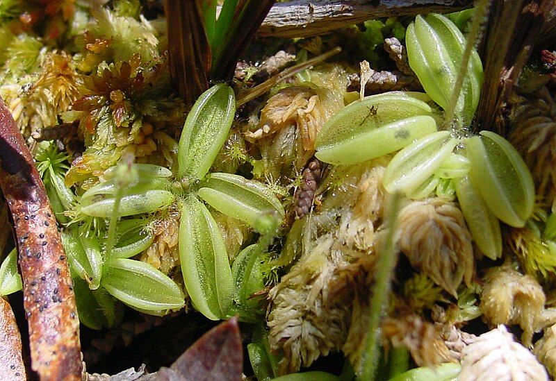 File:Pinguicula lusitanica.JPG