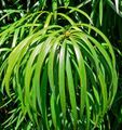 Leaves of P. henkelii