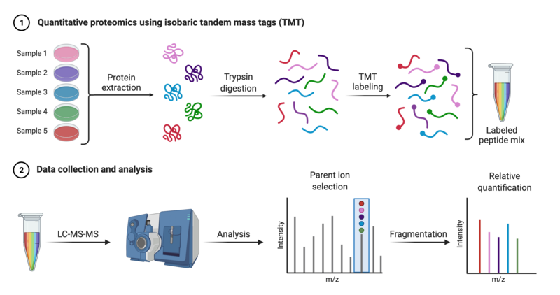 File:Quantitative Proteomics.png