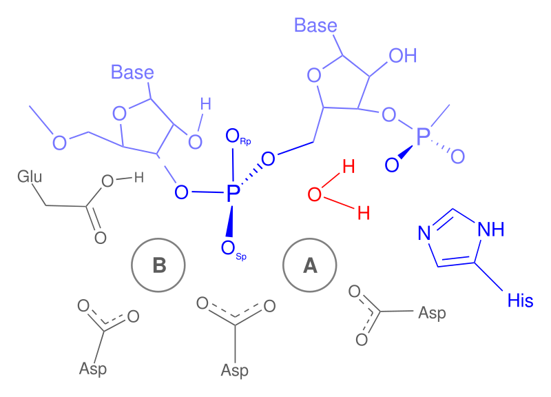 File:RNaseH active site.svg