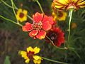 A Plains Coreopsis that's red!!!