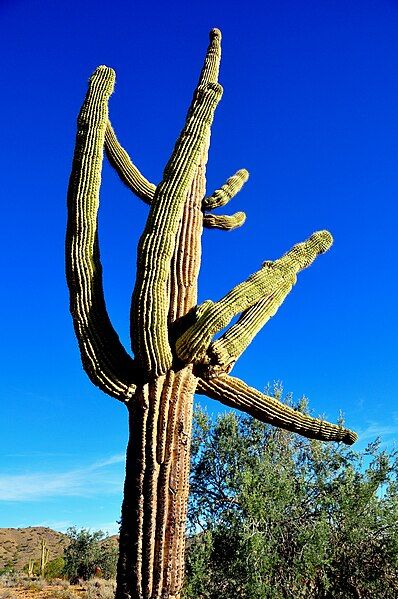 File:SaguaroCactusAZ.JPG