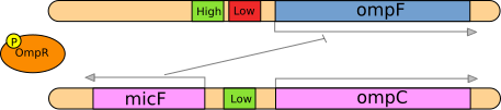 File:Salmonella EnvZ switch.svg