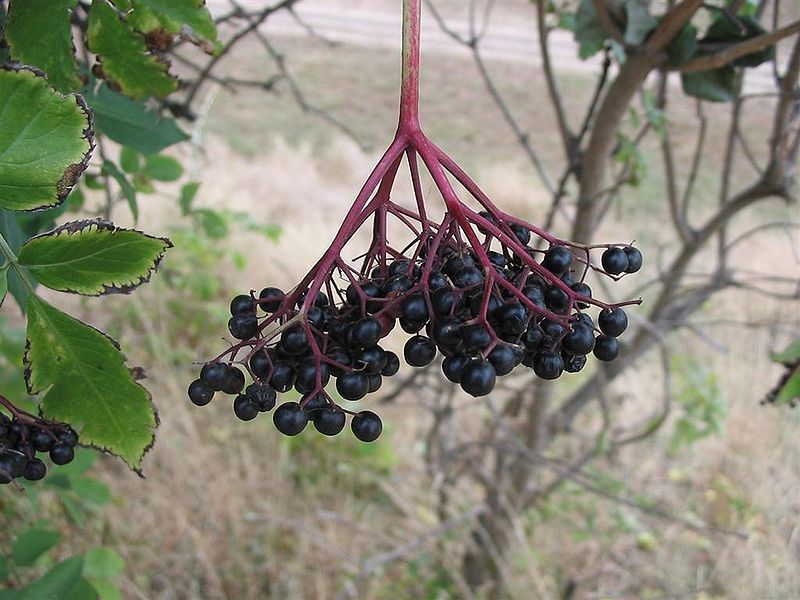 File:Sambucus nigra2.jpg