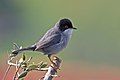 Sardinian warbler Curruca melanocephala