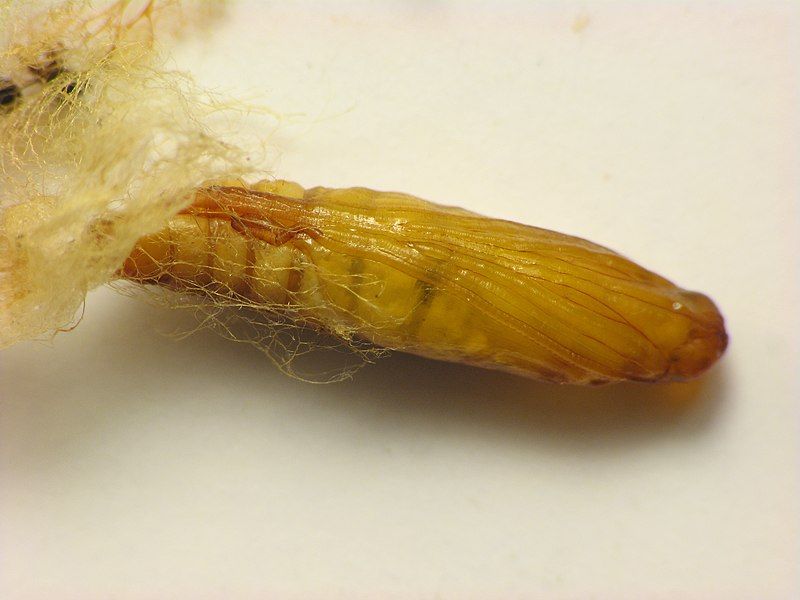 File:Saucrobotys futilalis pupa.jpg