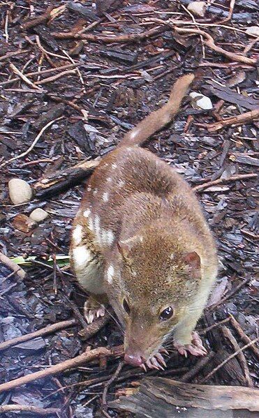 File:Spotted-tail Quoll Queen-Park.jpg