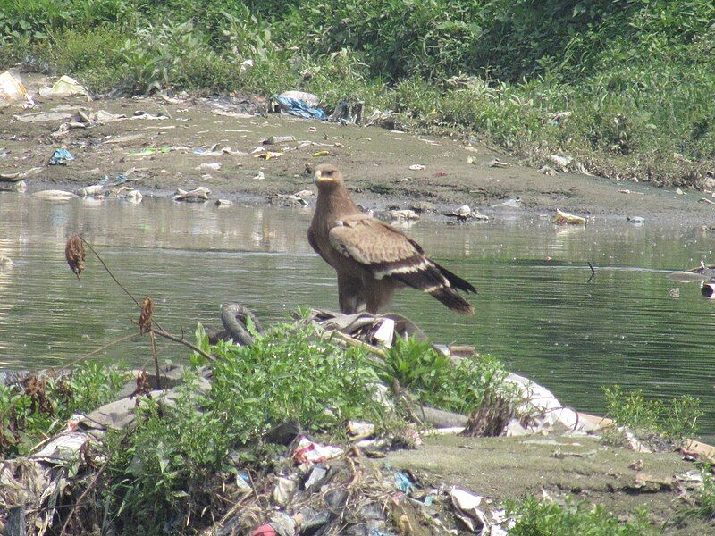 File:Steppe Eagle 001.jpg