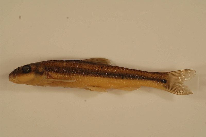 File:Suckermouth minnow.jpg