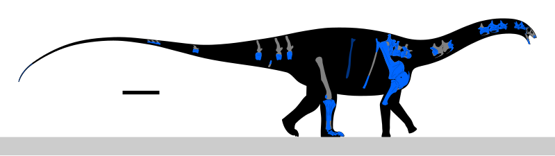 File:Suuwassea Skeletal.svg