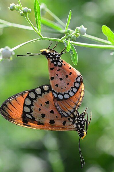 File:Tawny Costers mating.jpg