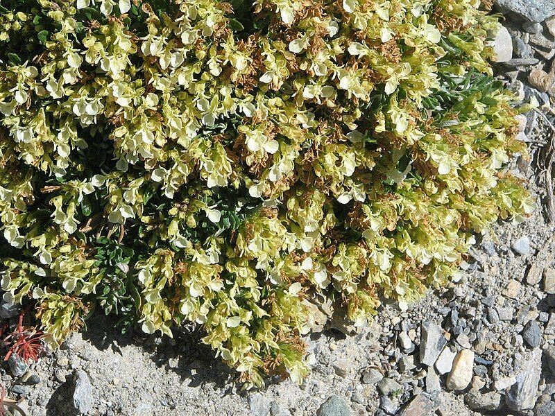 File:Teucrium montanum002.jpg