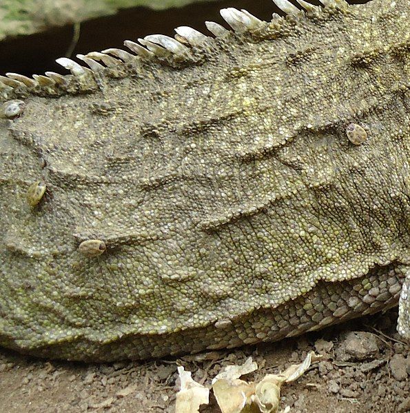 File:Tuatara tick close.jpg