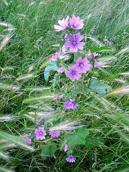 File:Verge flower 8.JPG