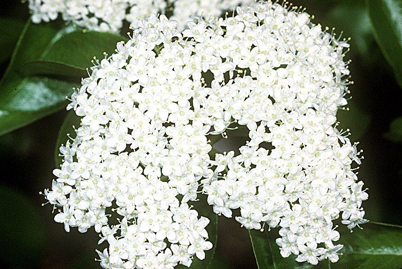 File:Viburnum prunifolium USDA2.jpg