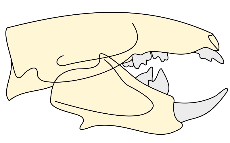 File:Xianshou linglong skull.svg