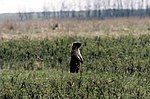 Striltsevsky Steppe Nature Reserve