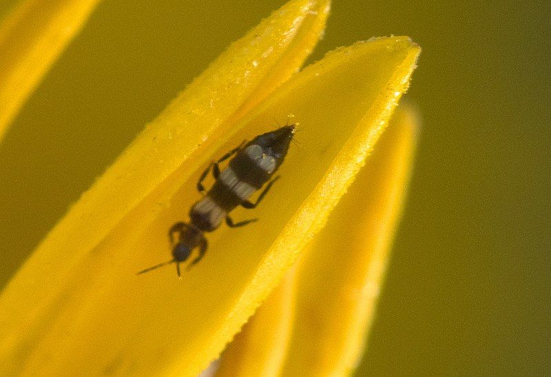 File:Aeolothrips P1100532a.jpg