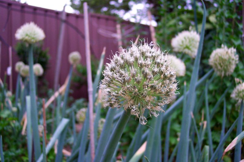 File:Allium ascalonicum flower.jpg