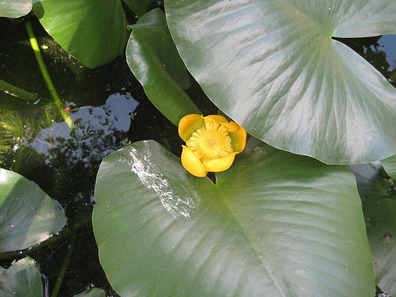 File:American Spatterdock.jpg