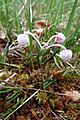 Bog-rosemary, La Bresse.