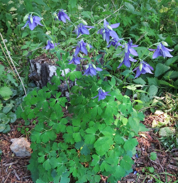 File:Aquilegia barykinae.png