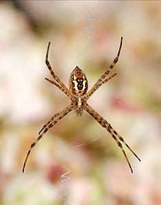 Argiope trifasciata, by Alvesgaspar