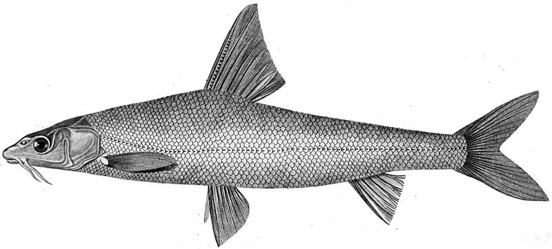 File:Barbus brachycephalus.jpg