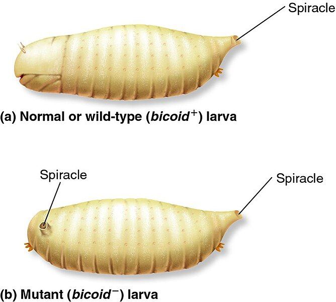 File:Bicoid mutant.jpeg