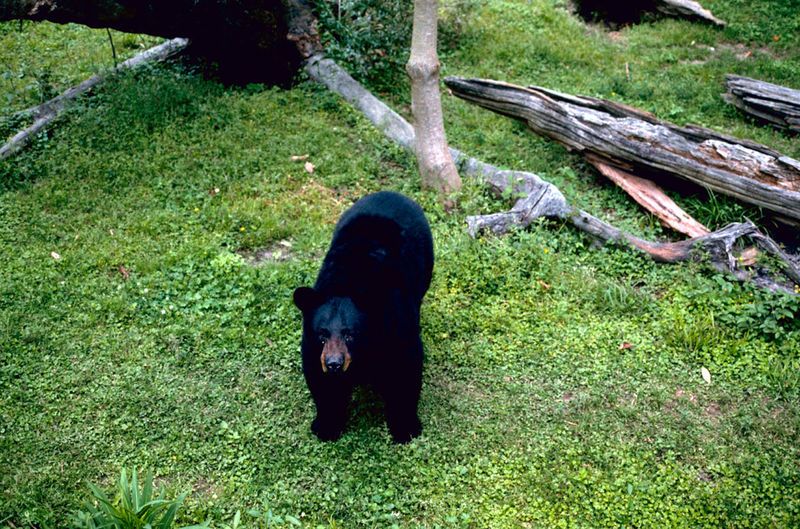 File:BlackBear2.jpg