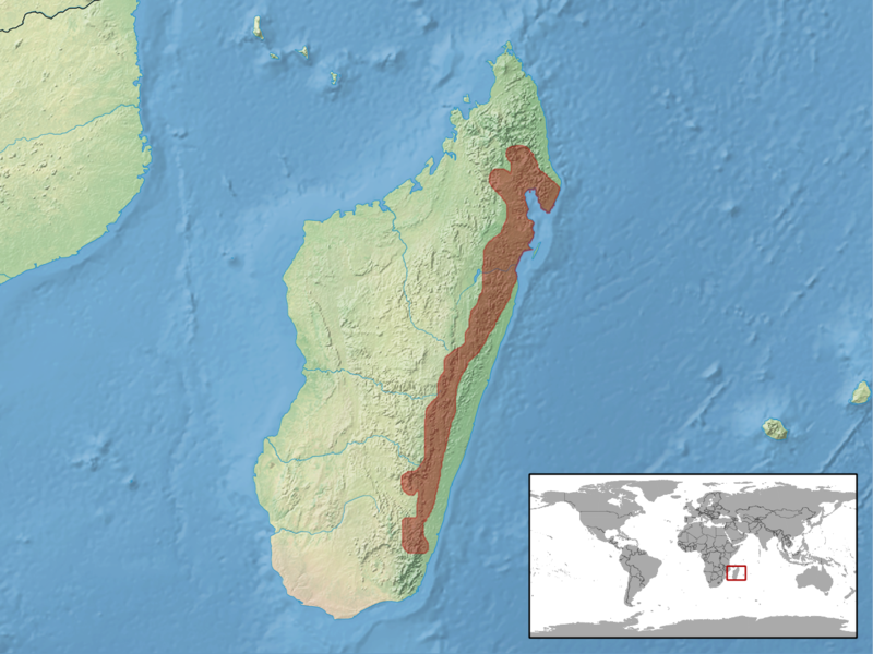 File:Brookesia superciliaris distribution.png