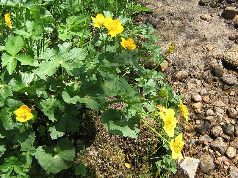 File:Caltha palustris Aubrac.JPG