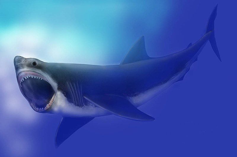 File:Carcharodon megalodon SI.jpg