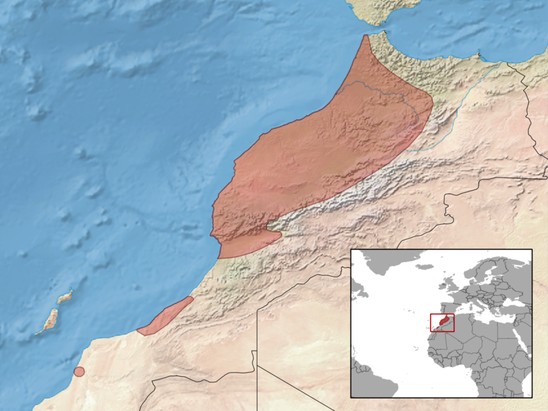 File:Chalcides polylepis distribution.png