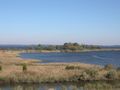 Image 2Tidal wetlands of the Chesapeake Bay, the largest estuary in the nation and the largest water feature in Maryland (from Maryland)