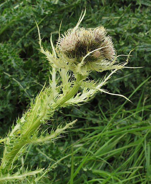 File:Cirsium spinosissimum RF.jpg