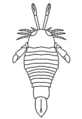 Ciurcopterus (with inaccurately segmented chelicerae)