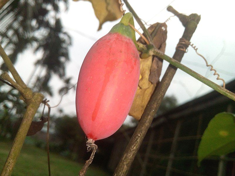 File:Coccinia grandis (Cucurbitaceae).jpg