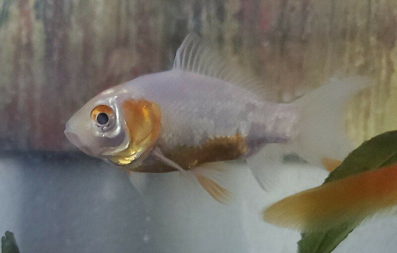 File:Common Goldfish White.jpg