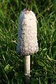 Coprinus comatus fresh