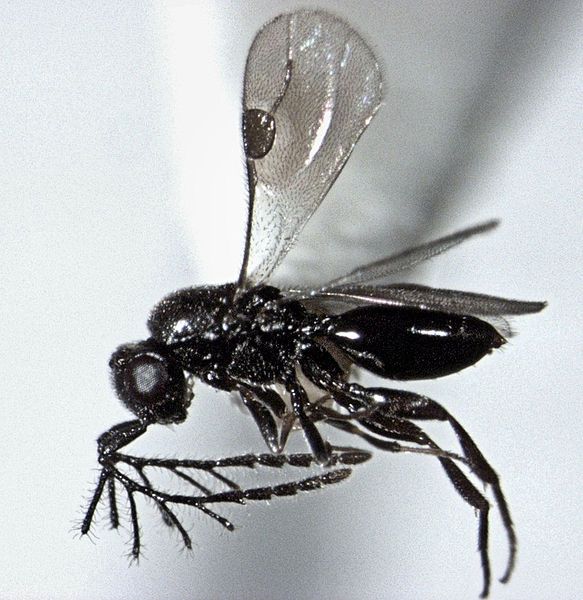 File:Dendrocerus sp. male.jpg