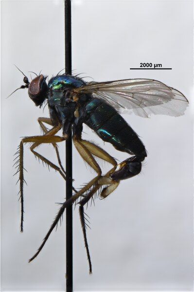 File:Dolichopus ungulatus (Dolichopodidae).tif