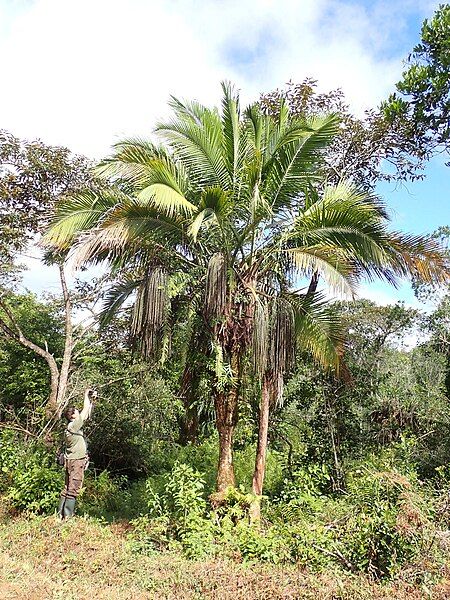 File:Dypsis utilis 388102009.jpg