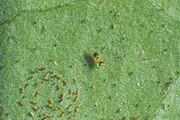 Encarsia perplexa (centre), a parasitoid of citrus blackfly (lower left), is also an adelphoparasite, laying eggs in larvae of its own species