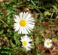 Erigeron karvinskianus